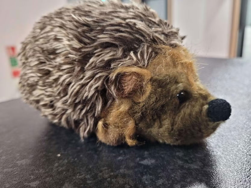Plush Hedgehog at Nexer Digital, Macclesfield